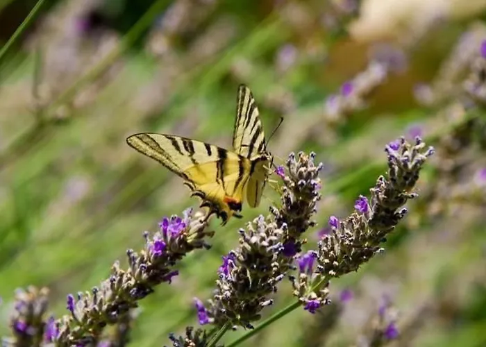 Mediteran- Kleine Mit Balkon By Interhome